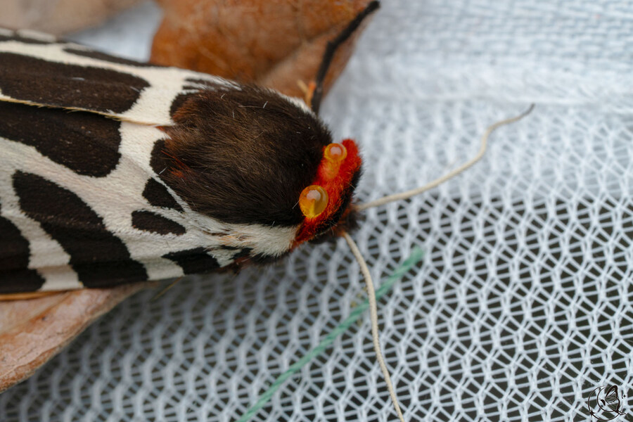 [곤충]국내 최초 불나방 증식 성공_27.jpg