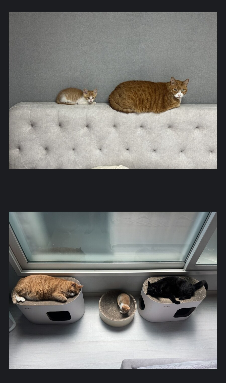 오른쪽 냥줍글에 달린 이미지 댓글_2.jpg
