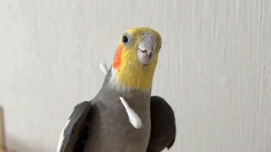 앵무새는 목이 관통당해도 노래부르는 구나_1.png