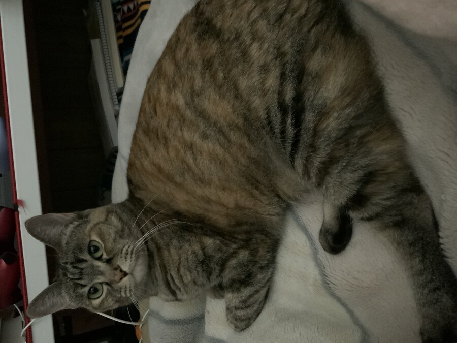 고양이 한쪽 눈이 자꾸 감기는 이유_4.jpg