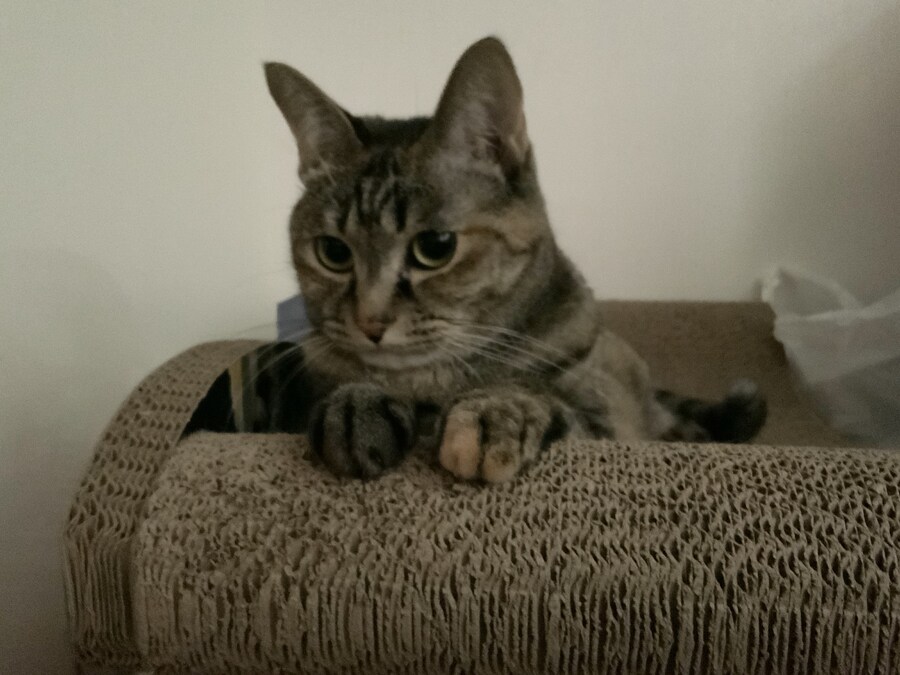 고양이 한쪽 눈이 자꾸 감기는 이유_10.jpg