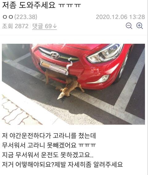 약혐) 고라니 로드킬 레전드_1.jpg