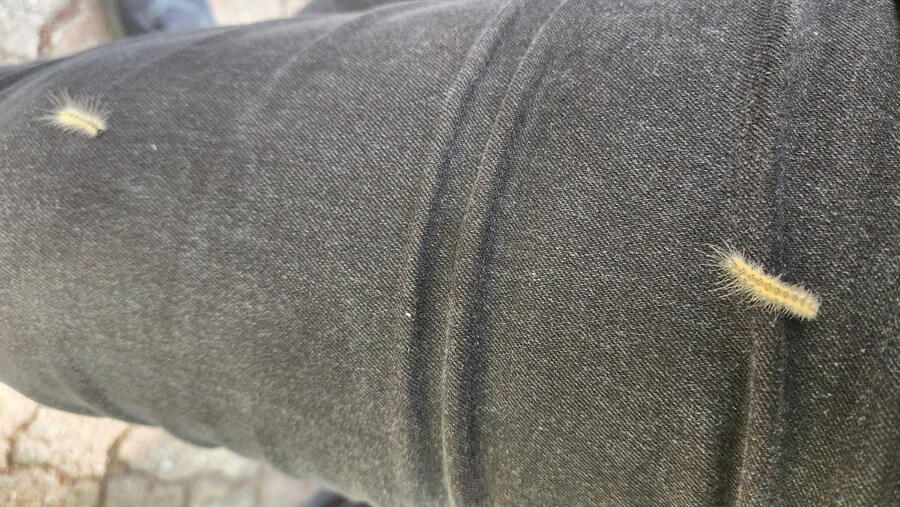 트릭컬)행사 참여할 예정인 사람 봐라_1.jpg