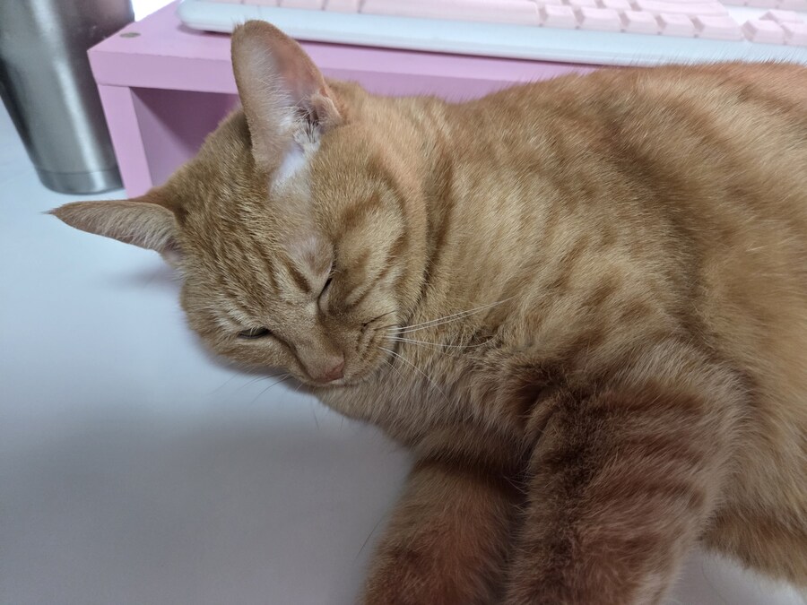 고양이가 너무 못생겼어요_1.jpg