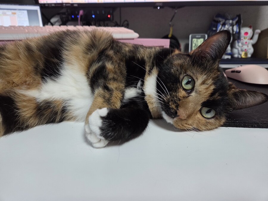 고양이가 너무 못생겼어요_2.jpg