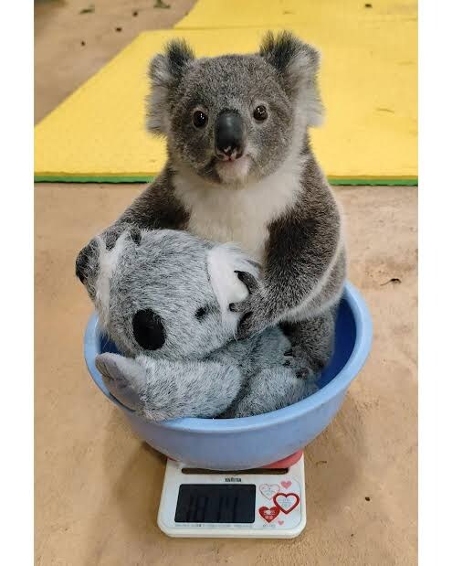 아기 코알라 몸무게 재는 모습_3.jpg