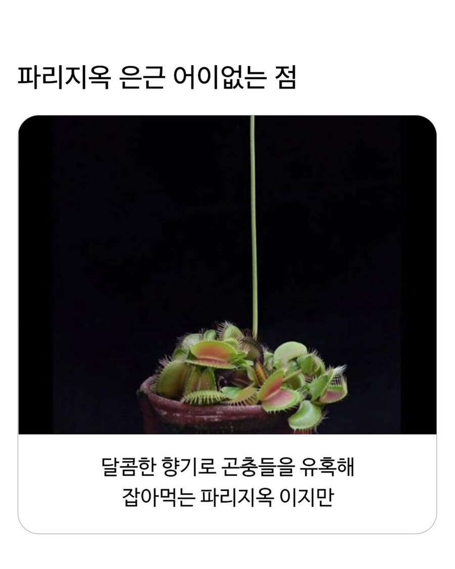 파리지옥 은근 어이없는 점_1.jpg