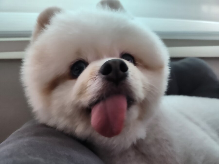울집 똥개근황_1.jpg