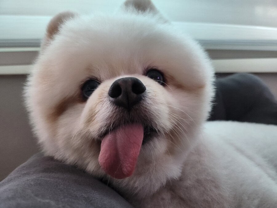 울집 똥개근황_3.jpg