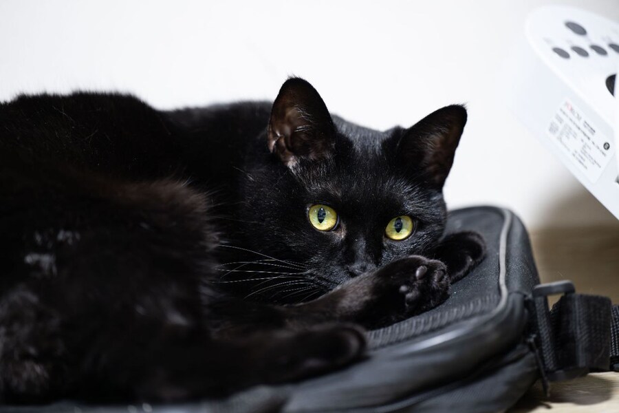 야밤에 신기한걸 보여드림 몇분 걸림_9.jpg