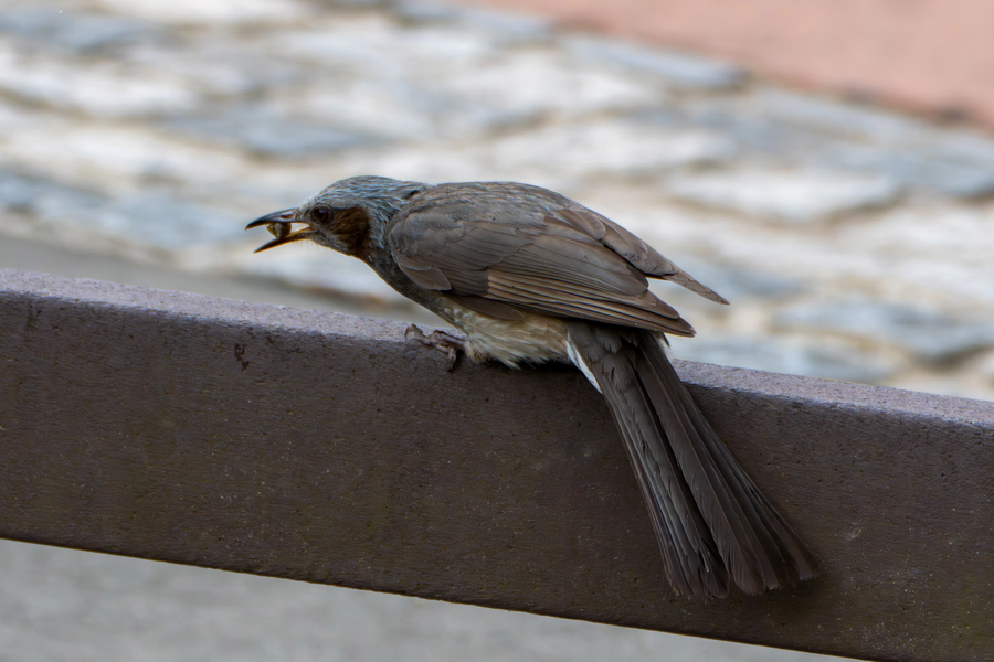 7월, 초막골생태공원과 왕송호수 탐조_4.webp