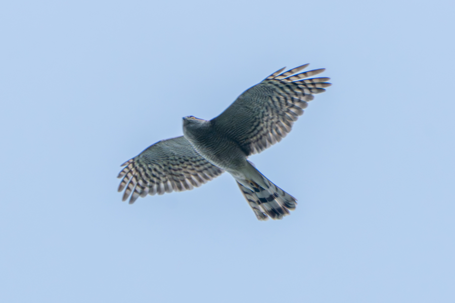 7월, 초막골생태공원과 왕송호수 탐조_10.webp