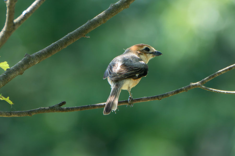 7월, 초막골생태공원과 왕송호수 탐조_17.webp