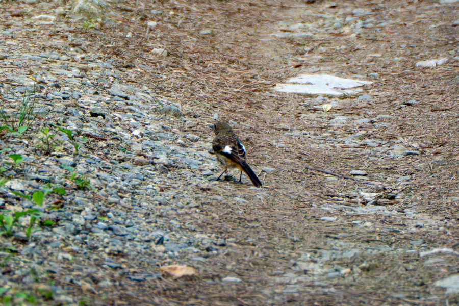 7월, 초막골생태공원과 왕송호수 탐조_22.webp