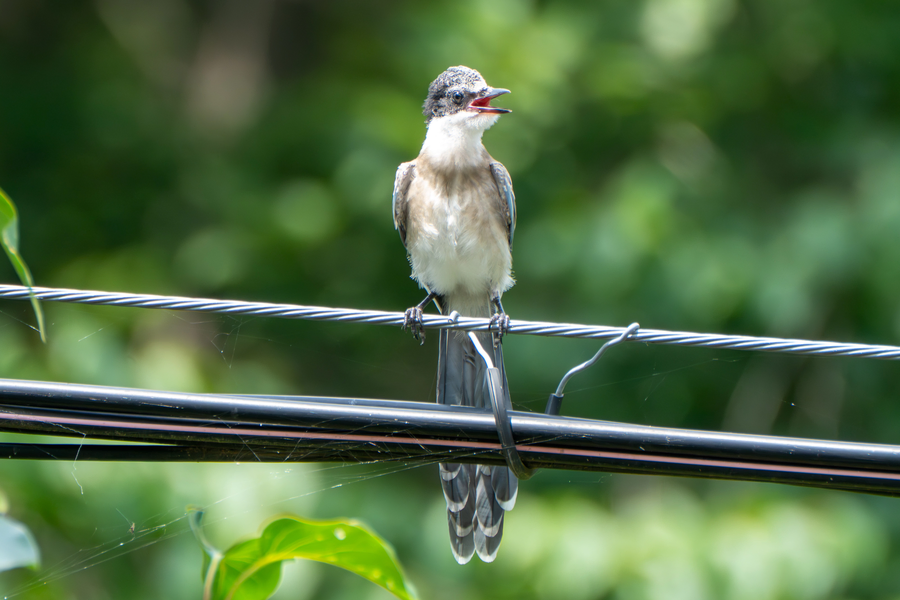 7월, 초막골생태공원과 왕송호수 탐조_24.webp