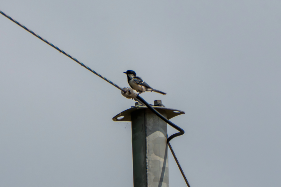 7월, 초막골생태공원과 왕송호수 탐조_25.webp