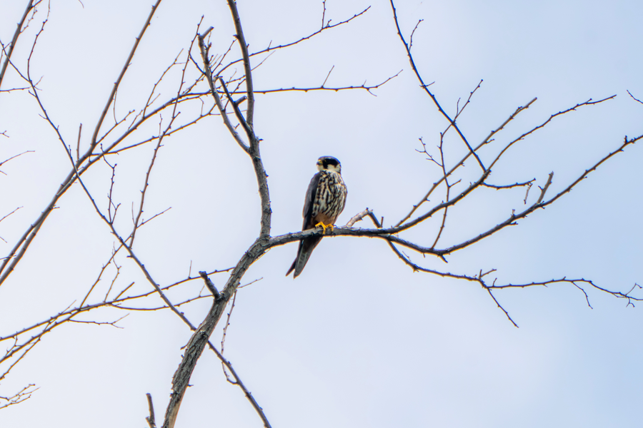 7월, 초막골생태공원과 왕송호수 탐조_27.webp