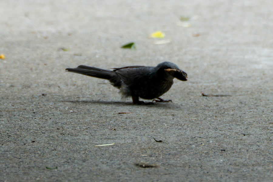 7월, 초막골생태공원과 왕송호수 탐조_30.webp