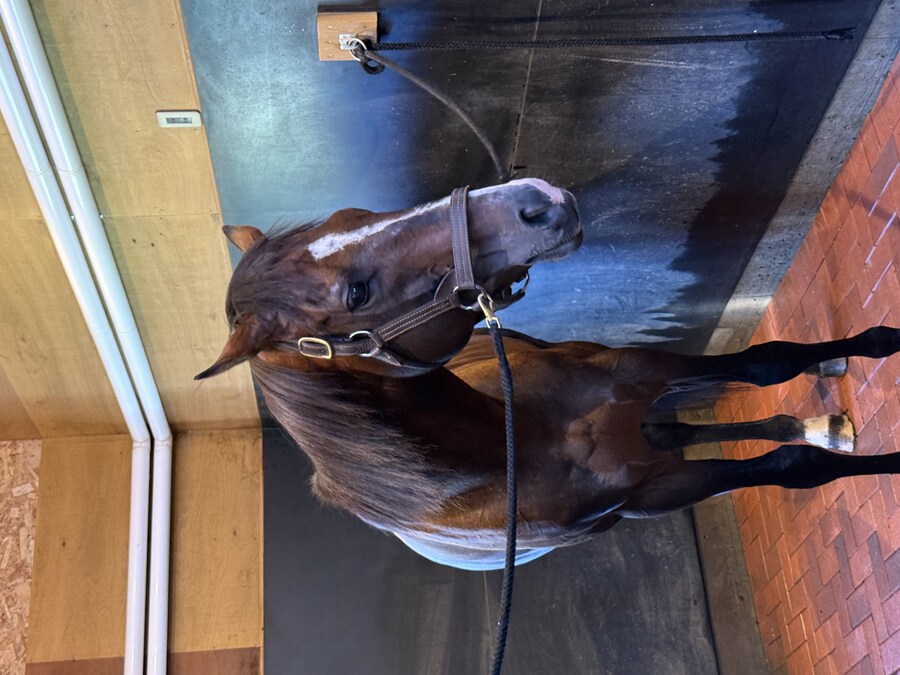 경마) / 말딸) 할무이를 더 가까이에서! 원더 어큐트 그리팅 후기_16.jpg