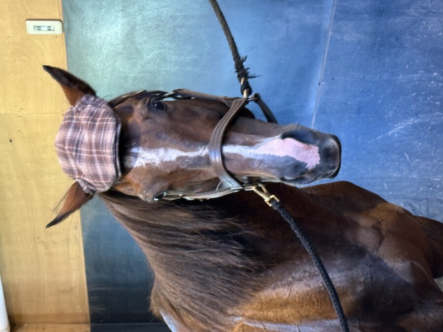 경마) / 말딸) 할무이를 더 가까이에서! 원더 어큐트 그리팅 후기_26.jpg