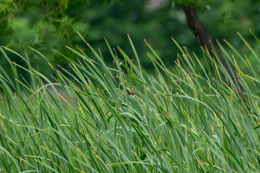 7월, 초막골생태공원과 왕송호수 탐조_39.webp