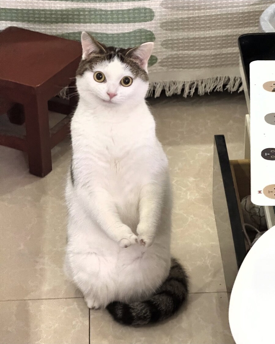 건방진 고양이의 최후_2.jpg