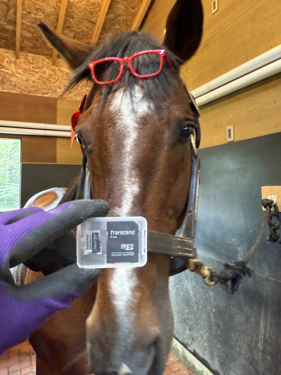 경마) / 말딸) 트랜센드의 영압이..!_7.jpg