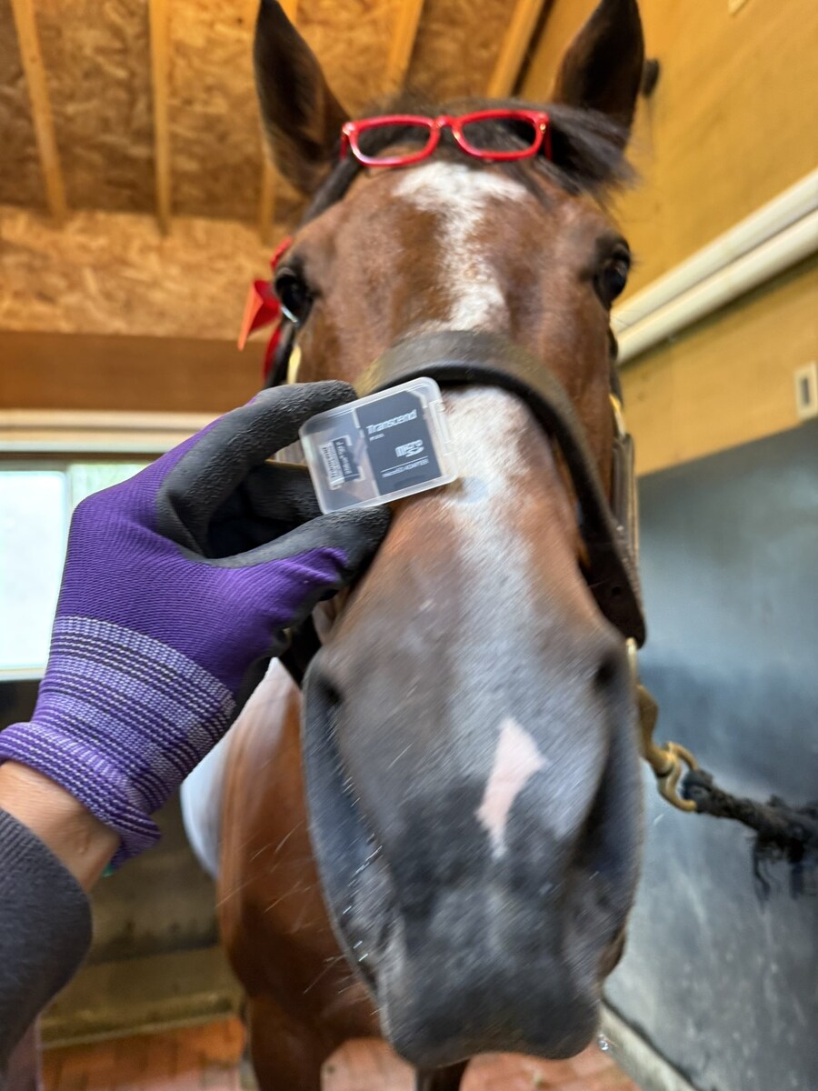 경마) / 말딸) 트랜센드의 영압이..!_8.jpg