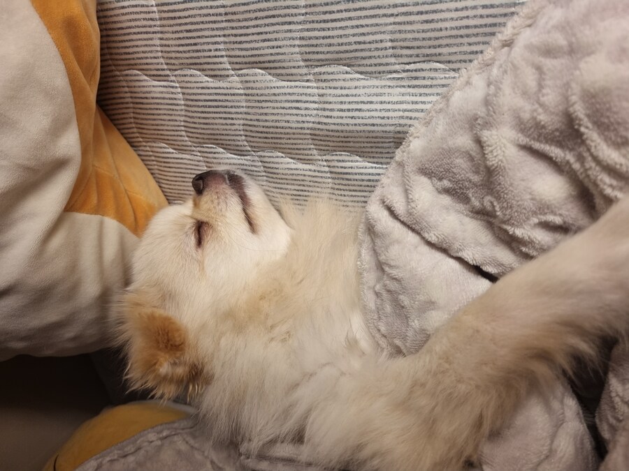 우리집댕댕이)이샛기 여기서 뭐하는겨_1.jpg