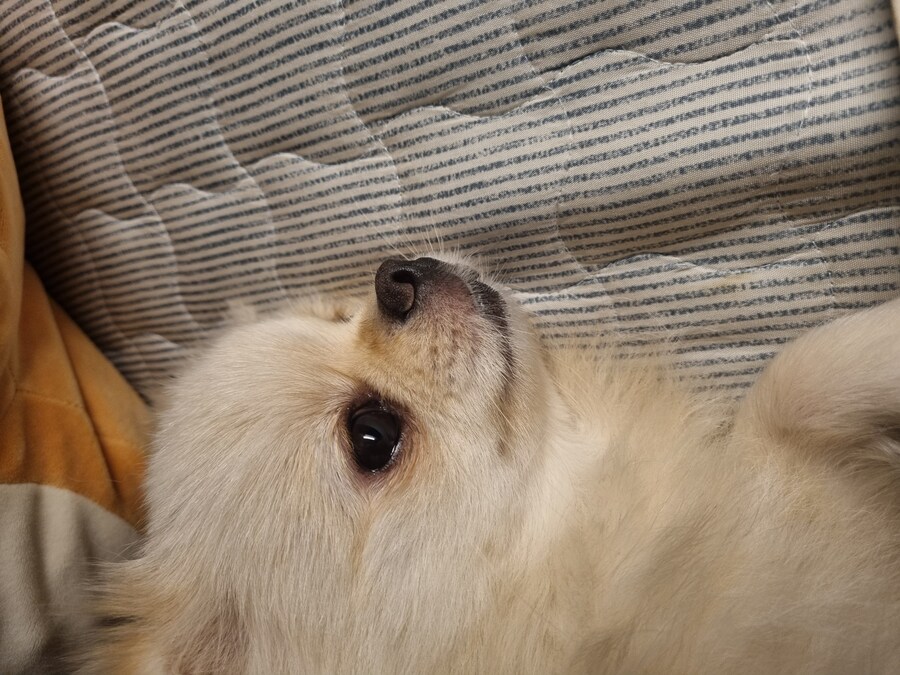 우리집댕댕이)이샛기 여기서 뭐하는겨_2.jpg
