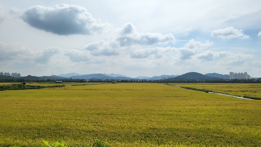 시흥 호조벌_1.jpg