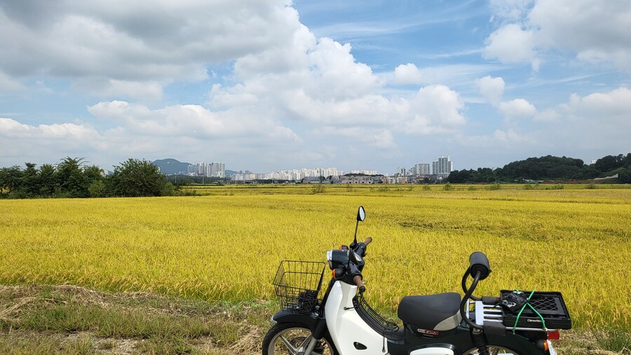 시흥 호조벌_3.jpg