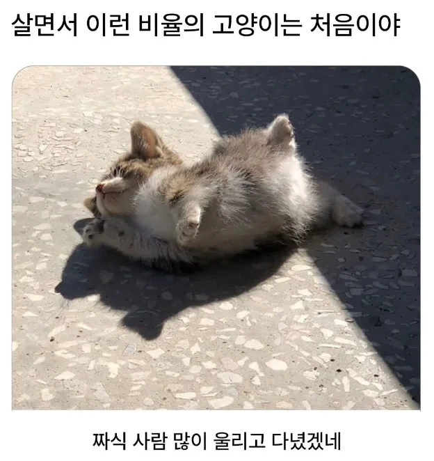 공포) 가장 위험한 비율의 맹수_1.webp