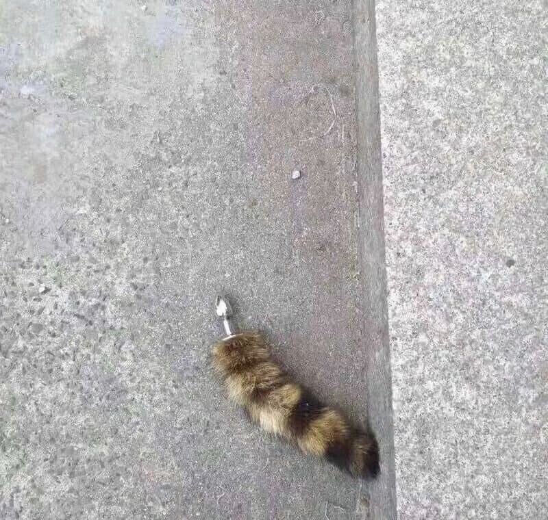 혐) 꼬리 떨어져나간 고양이_2.jpg