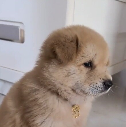 남친이랑 남친네 개랑 같이 있는데 남친이 잠시 자리를 비웠다.gif_1.jpg