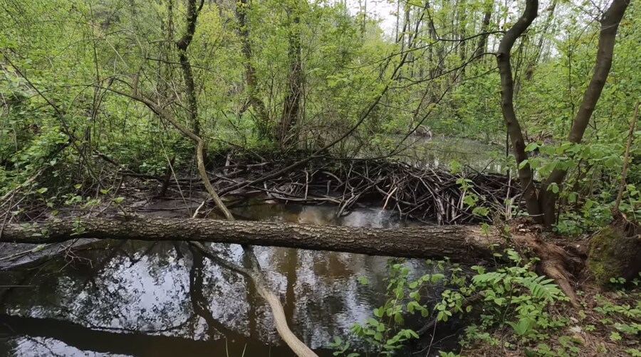 캠핑) 내 생전 이런 미친짓은 처음 봅니다_1.jpg