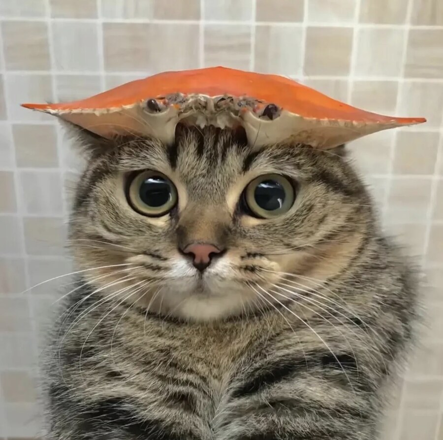 고양이 머리위에 게임 추천좀_1.jpg