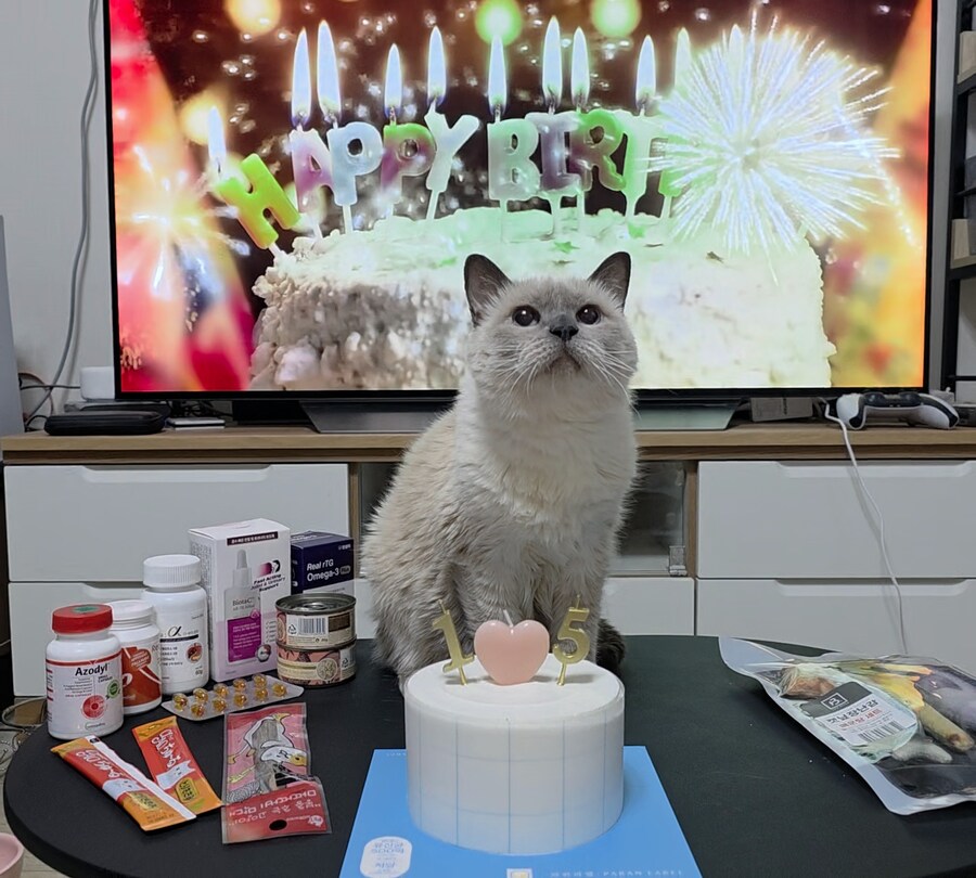 [오늘은 사랑이의 15살 생일입니다] (스압주)_125.jpg