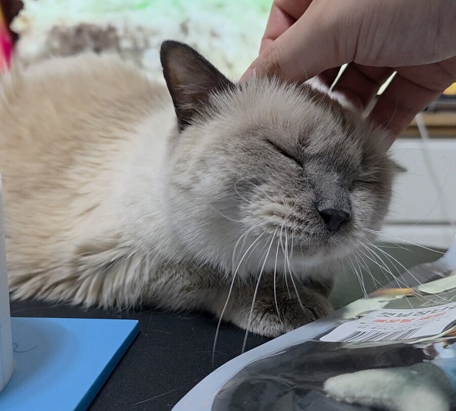 [오늘은 사랑이의 15살 생일입니다] (스압주)_127.jpg