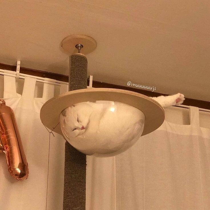 고양이 캣타워 필수.jpg_4.jpg