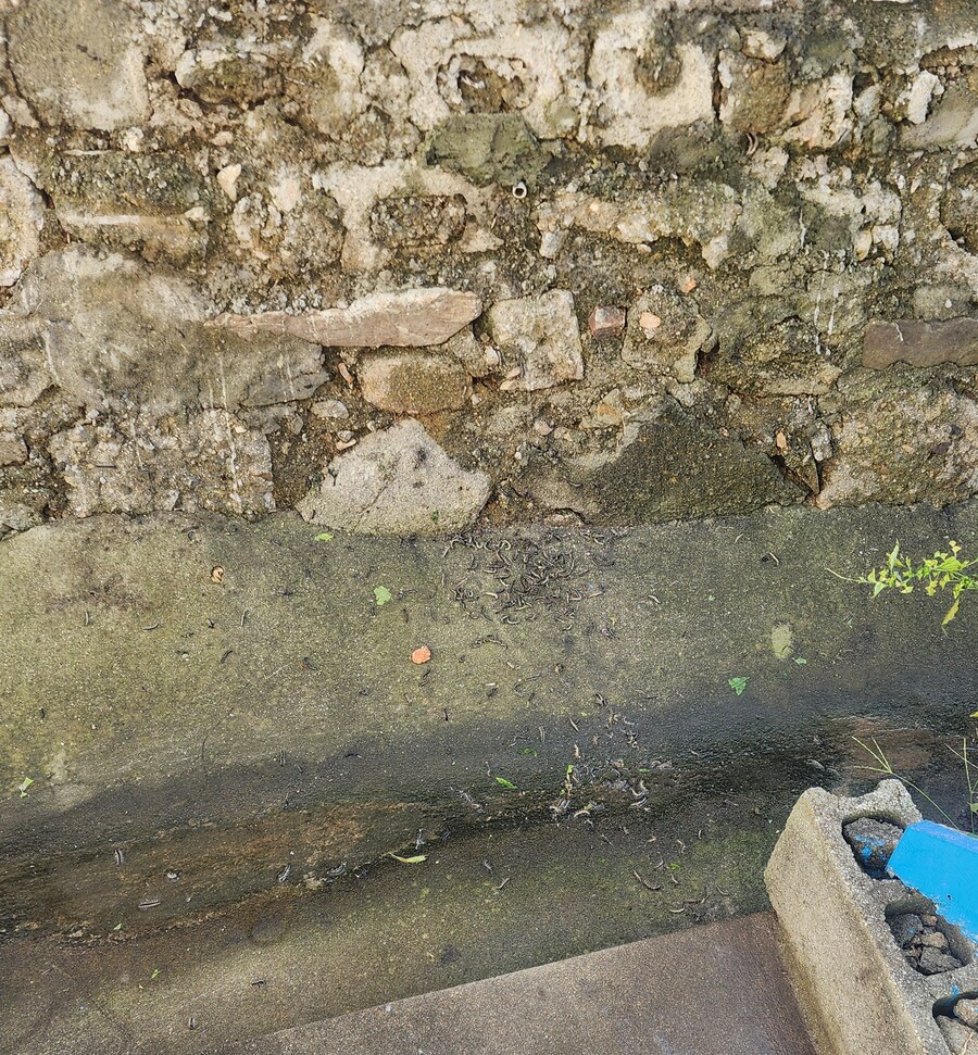 혐)송충이 진짜 미쳐버리겠네_1.jpg