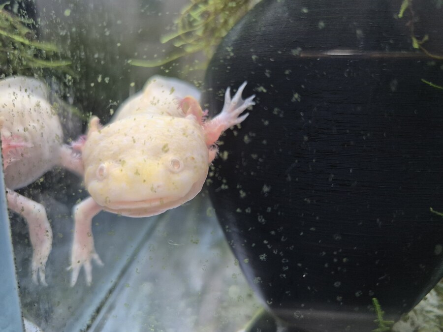 수조)일어난 럼프_1.jpg