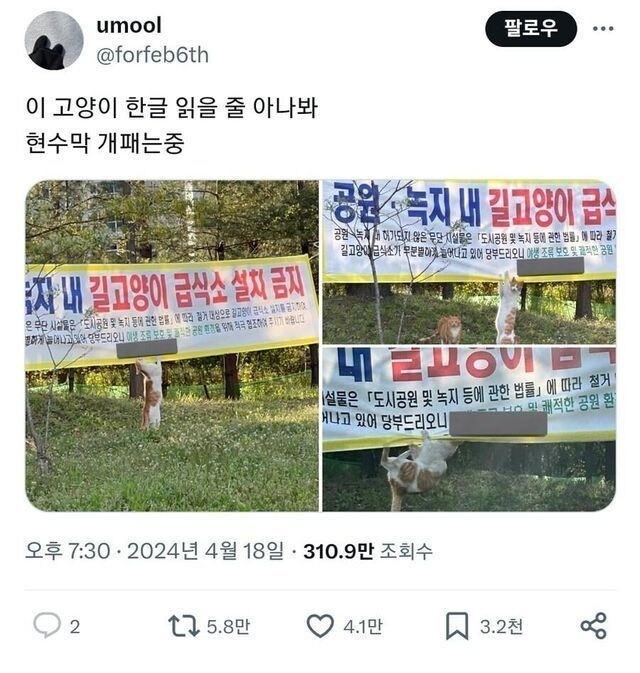 한글을 읽을 줄 아는 고양이.jpg_1.jpg