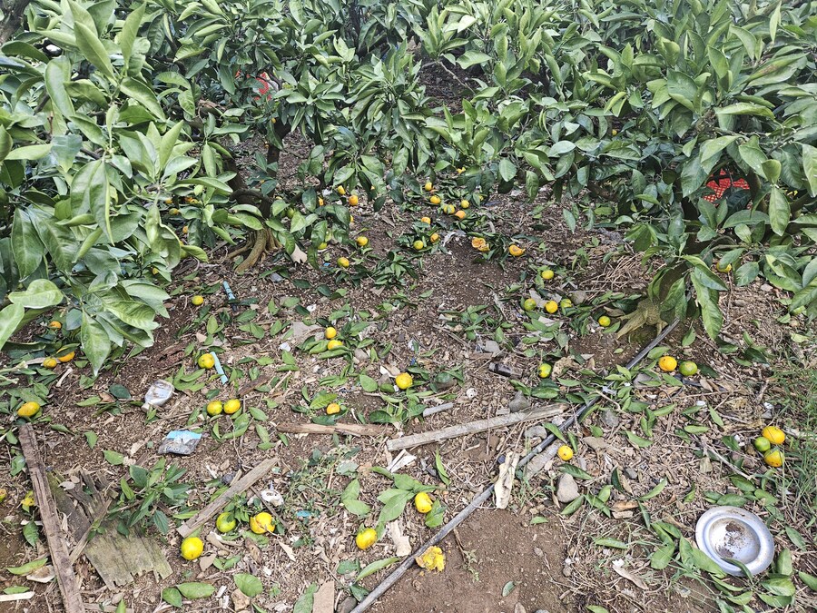 귤)집가고 싶다_2.jpg