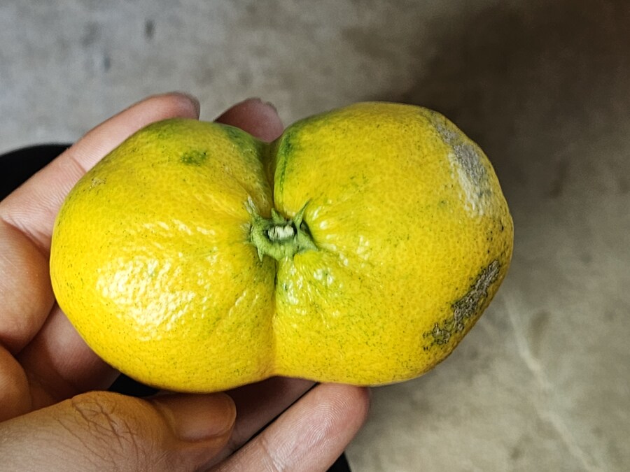 귤)집가고 싶다_9.jpg