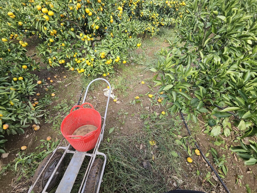 귤)집가고 싶다_4.jpg