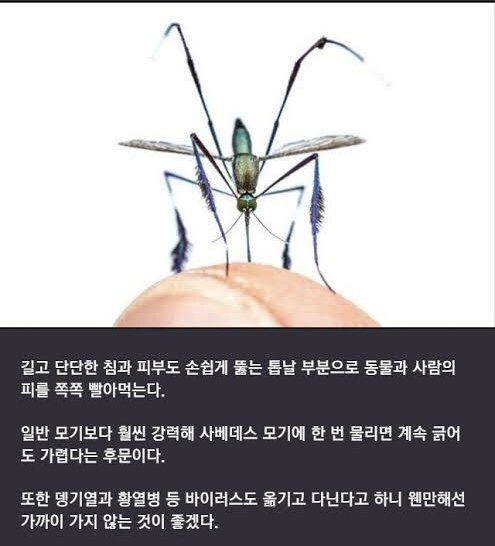 은근 신기하게 생겼다는 일렉트로닉 모기_2.jpg