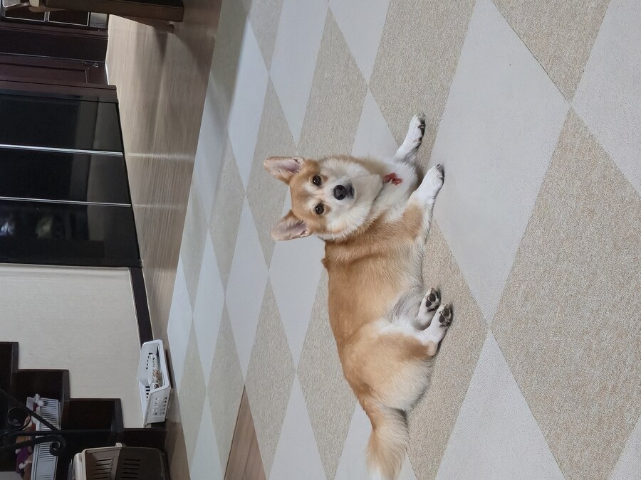 숨막히는 뒤태 미친 비율 ㅗㅜㅑ_1.jpg