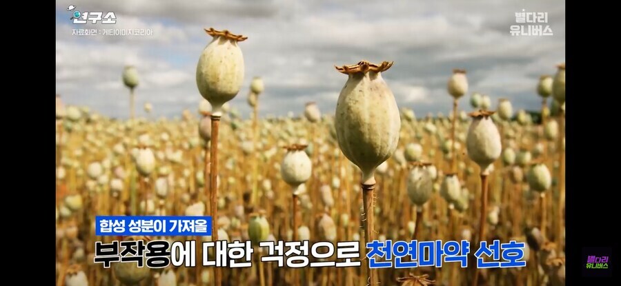 한국인은 천연 마1약을 선호 한다고 한다.jpg_7.jpg