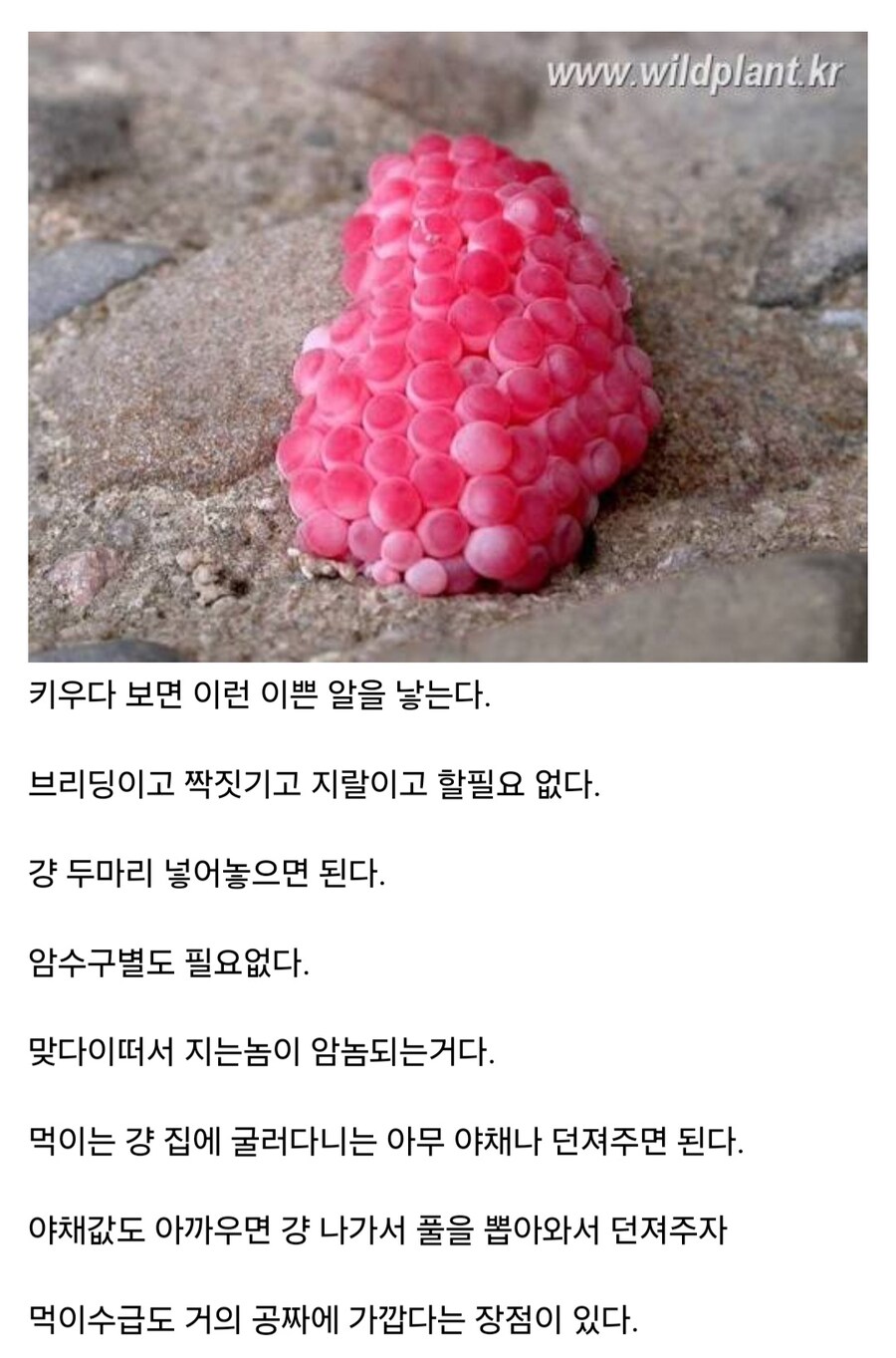 키울때 가장 난이도가 낮은 동물_3.jpg